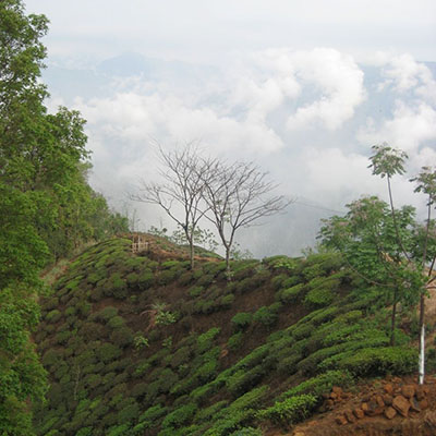 Landscape